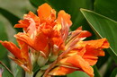 canna, Indian shot
